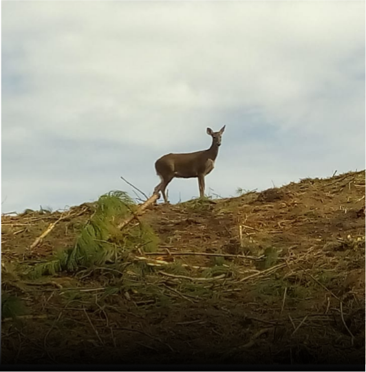 Fauna