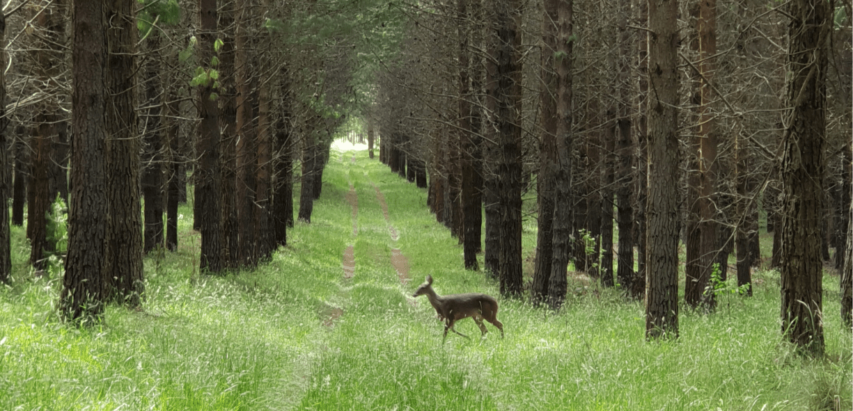 Crecimiento forestal